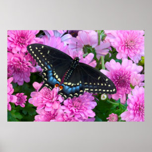 Baltimore Chequered Butterfly Poster