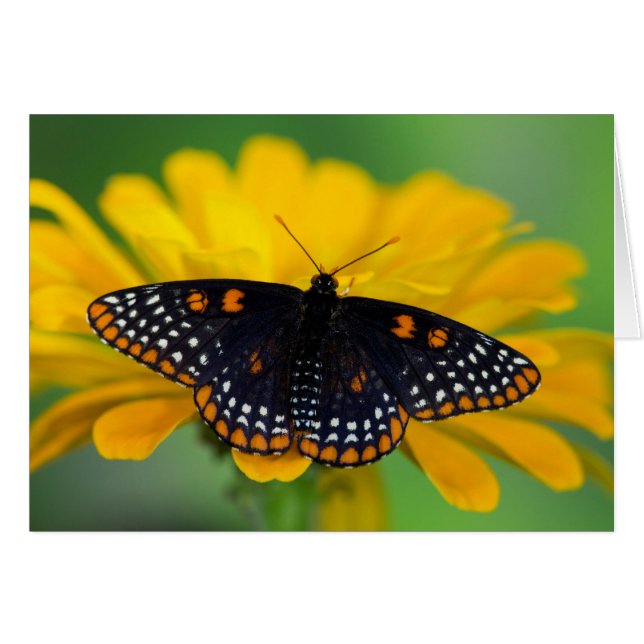 Baltimore Chequered Spot Butterfly (Front Horizontal)