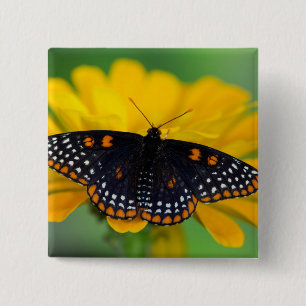 Baltimore Chequered Spot Butterfly 15 Cm Square Badge