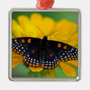 Baltimore Chequered Spot Butterfly Metal Ornament