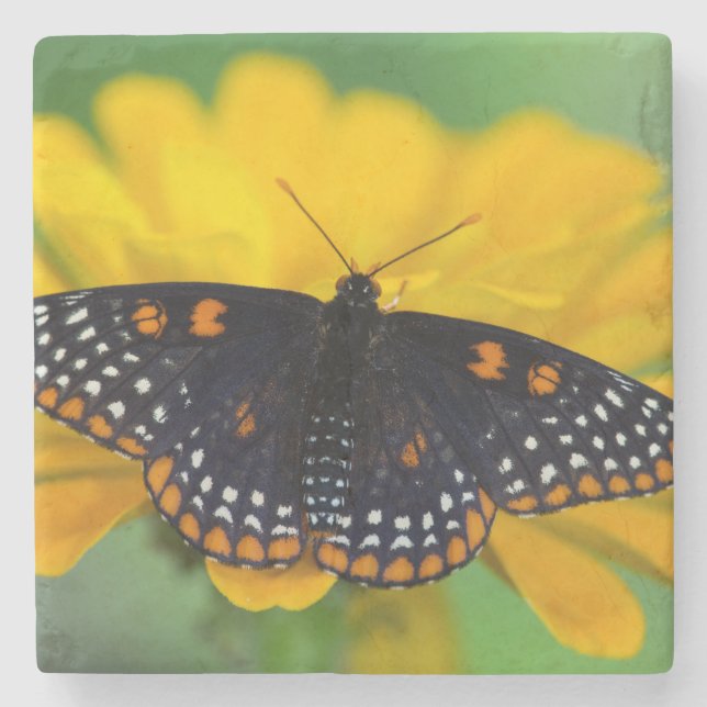 Baltimore Chequered Spot Butterfly Stone Coaster (Front)