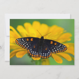 Baltimore Chequered Spot Butterfly Thank You Card