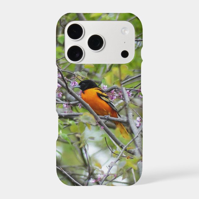 Baltimore Oriole (Back)
