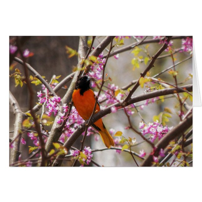 Baltimore Oriole (Front Horizontal)