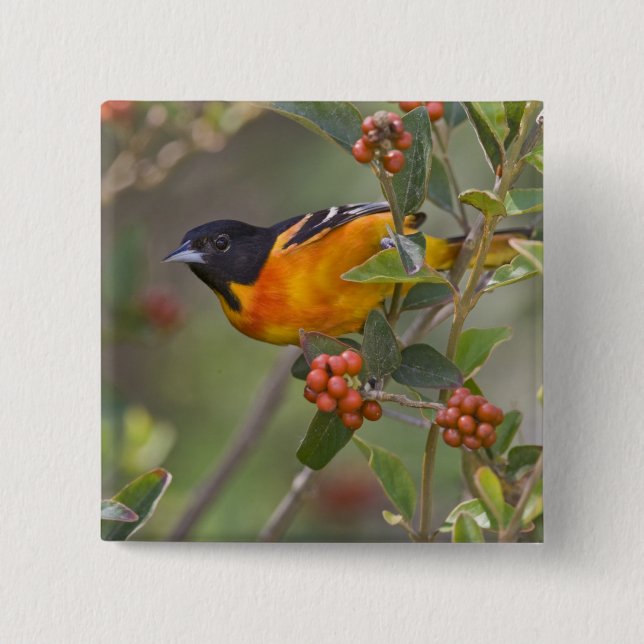Baltimore Oriole 15 Cm Square Badge (Front)