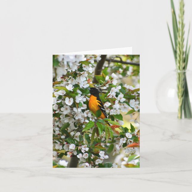 Baltimore Oriole #1 - Blank Note Card (Front)