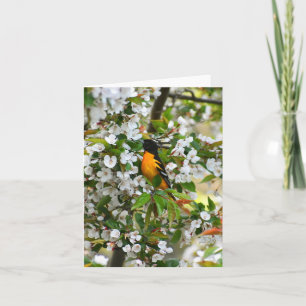 Baltimore Oriole #1 - Blank Note Card