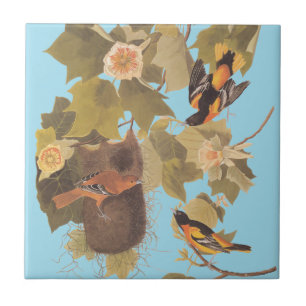 Baltimore Oriole Audubon Bird Family with Nest Ceramic Tile