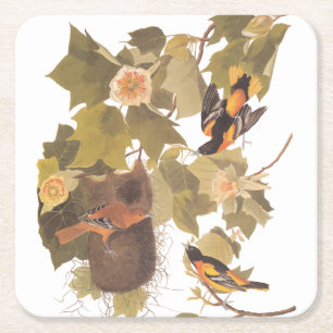 Baltimore Oriole Audubon Bird Family with Nest Square Paper Coaster