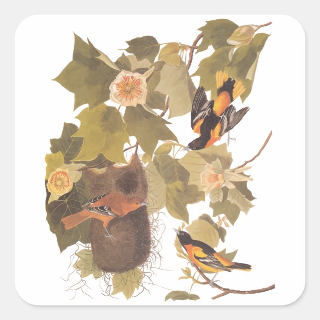 Baltimore Oriole Audubon Bird Family with Nest Square Sticker (Front)