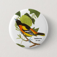 Baltimore Oriole, Audubon, Birdwatcher Accessory,