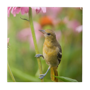 Baltimore Oriole Ceramic Tile