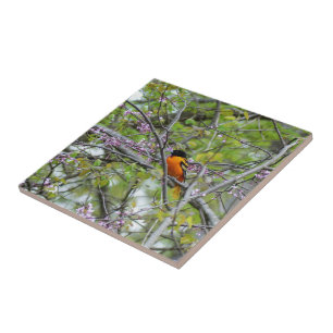 Baltimore Oriole Ceramic Tile