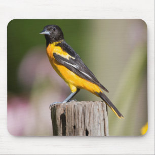 Baltimore Oriole female in flower garden Mouse Pad