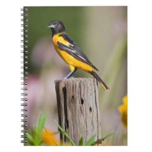Baltimore Oriole female in flower garden Notebook