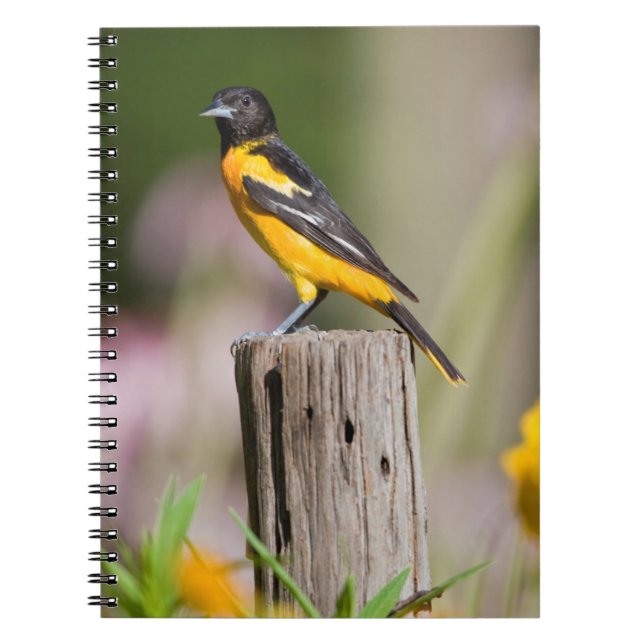 Baltimore Oriole female in flower garden Notebook (Front)