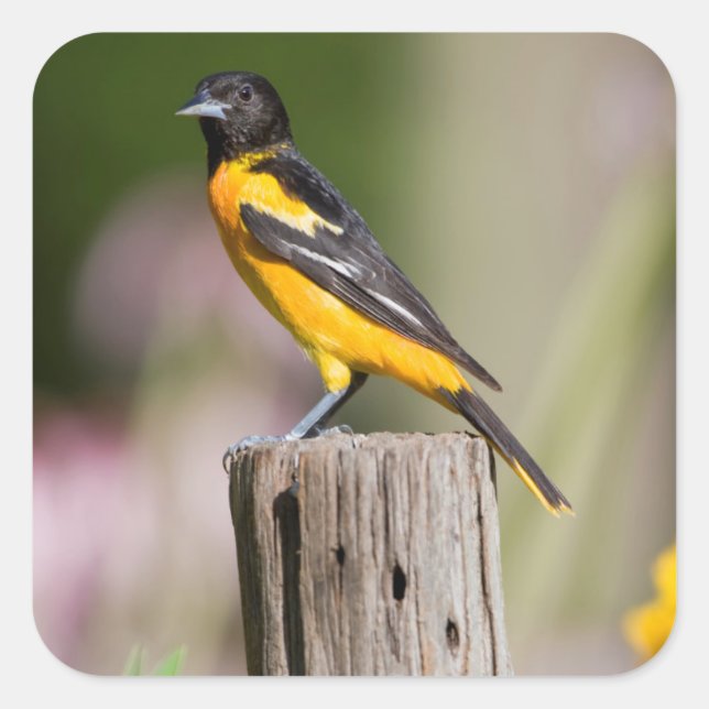 Baltimore Oriole female in flower garden Square Sticker (Front)