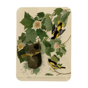 Baltimore Oriole - from Audubon's Birds of America Magnet