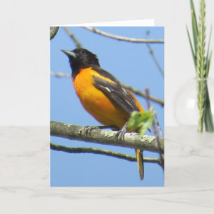 Baltimore Oriole Greeting Card