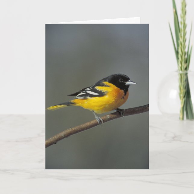 baltimore oriole greeting card (Front)