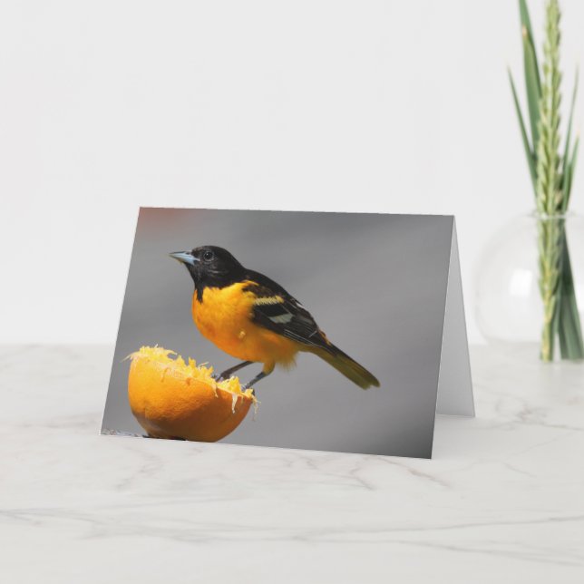 Baltimore Oriole Greeting Card (Front)