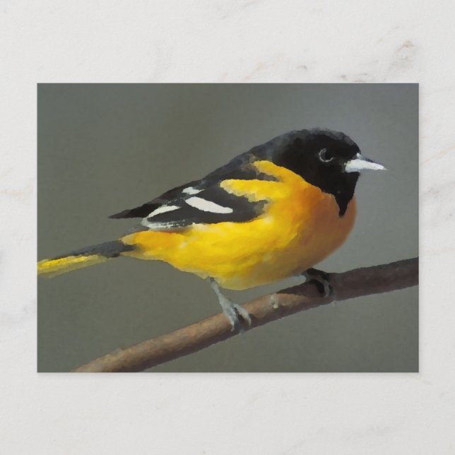 Baltimore Oriole Logo (palette) Postcard (Front)