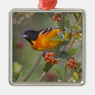 Baltimore Oriole Metal Ornament
