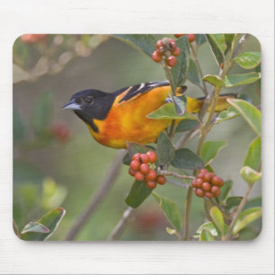 Baltimore Oriole Mouse Pad