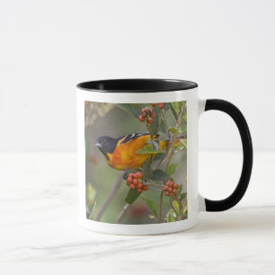 Baltimore Oriole Mug