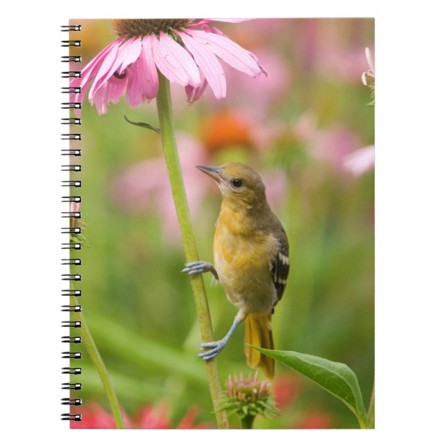 Baltimore Oriole Notebook (Front)