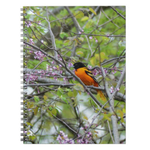 Baltimore Oriole Notebook