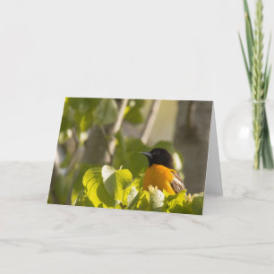 Baltimore Oriole on a Tree Branch Note Card