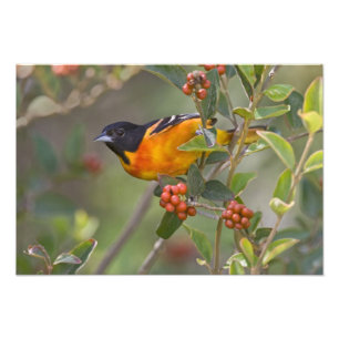 Baltimore Oriole Photo Print