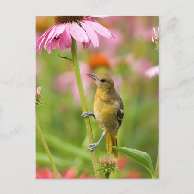 Baltimore Oriole Postcard (Front)