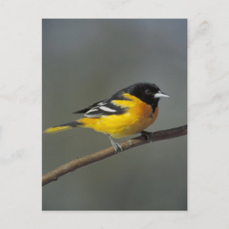 baltimore oriole postcard