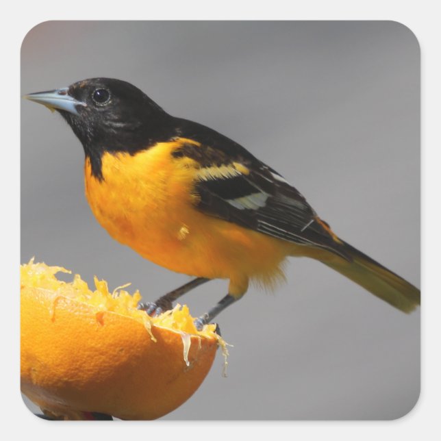 Baltimore Oriole stickers (Front)
