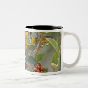 Baltimore Oriole Two-Tone Coffee Mug