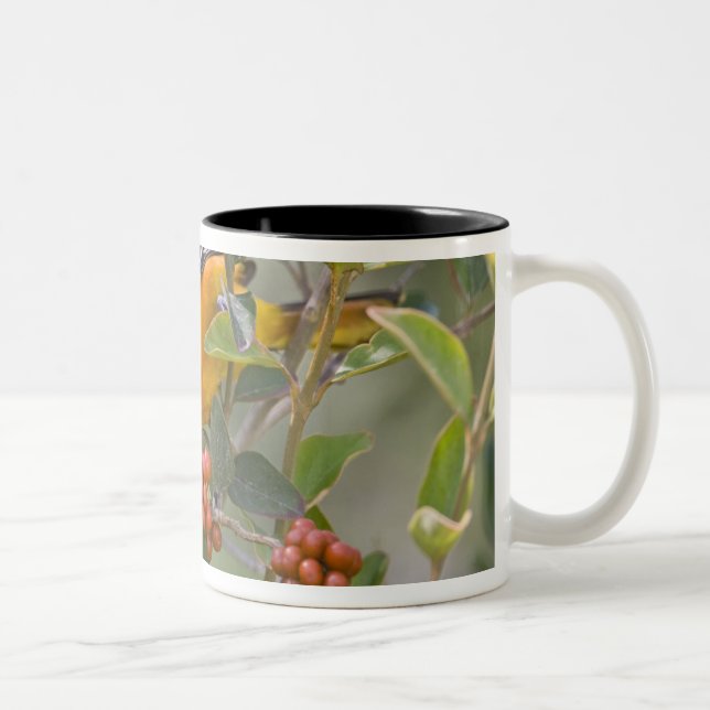 Baltimore Oriole Two-Tone Coffee Mug (Right)