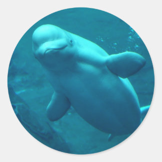Baluga Whale Classic Round Sticker