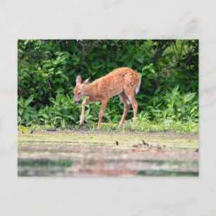 Bambi by the water postcard