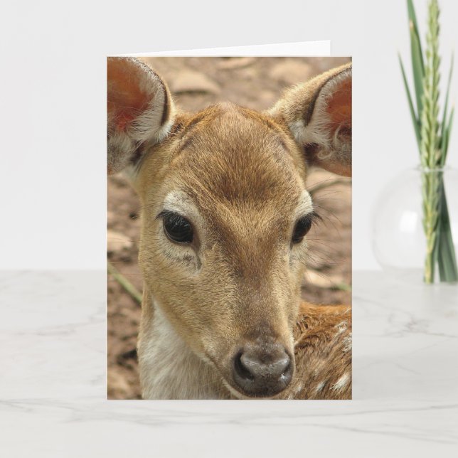 Bambi Deer Greeting Card (Front)