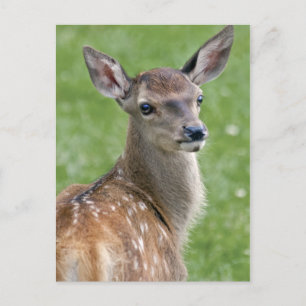 Bambi Postcard