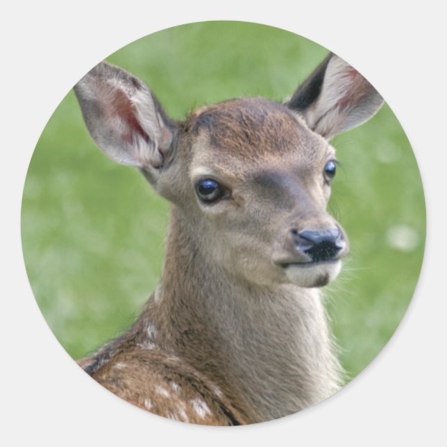 Bambi Sticker (Front)