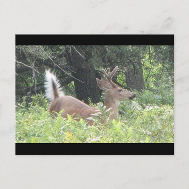 Bambis Father? Postcard (Front)