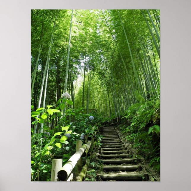 Bambo Forest path stairs steps Print (Front)