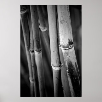 Bamboo Canes in Black and White Poster