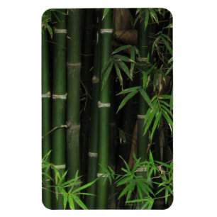 Bamboo ... Fao Rai, Nong Khai, Isaan, Thailand Magnet