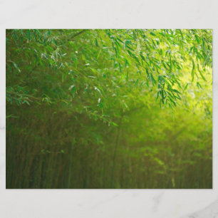 Bamboo forest