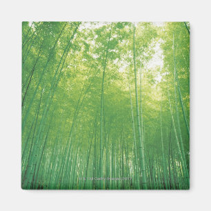 Bamboo Forest 2 Magnet