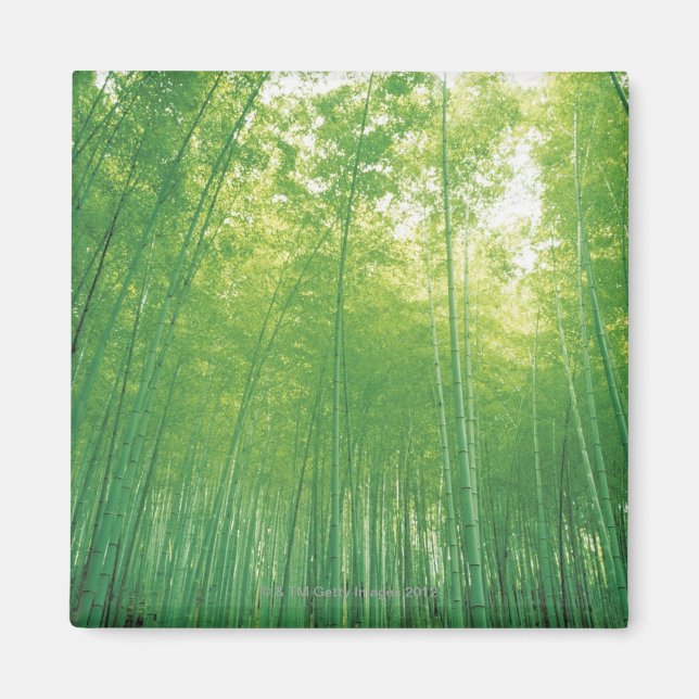 Bamboo Forest 2 Magnet (Front)